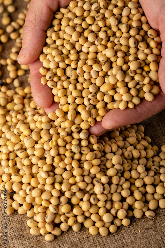 Fototapeta premium Soybeans close-up in hands