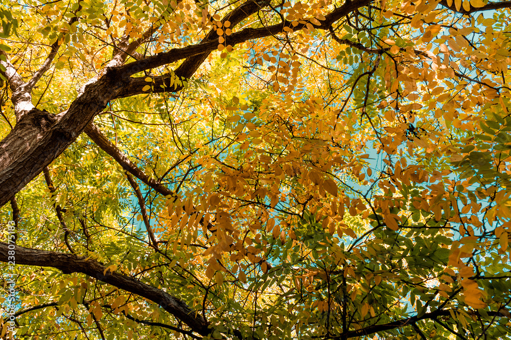 Maple leaves in autumn, Diagonal Mar Park, Barcelona Maple leaves in autumn, Diagonal Mar Park, Barcelona