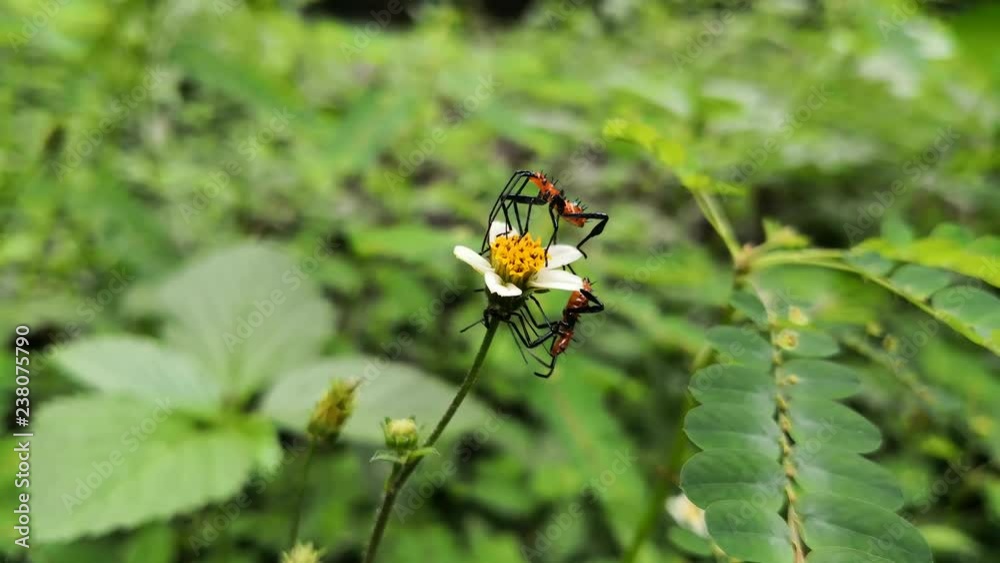 Group of orange insects perched on a wild flower. Large milkweed bugs fighting on this flower, covered with pollen. Detail of its black extramities and its delicate thorns. Oncopeltus fasciatus. Group of orange insects perched on a wild flower. Large milkweed bugs fighting on this flower, covered with pollen. Detail of its black extramities and its delicate thorns. Oncopeltus fasciatus.
