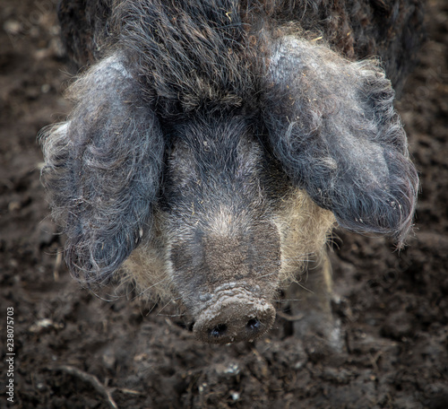 Mangaliza Pigs photo