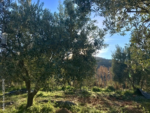 texturas de la naturaleza , sierra de los filabres  photo