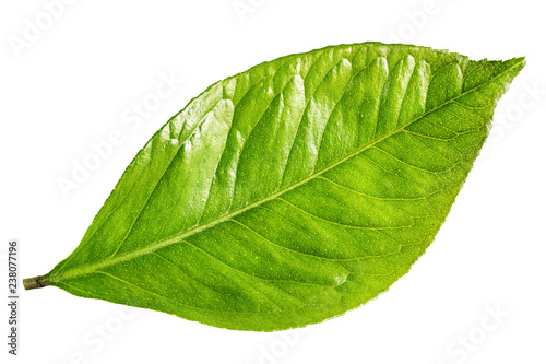 Citrus leaf isolated on white background with clipping path