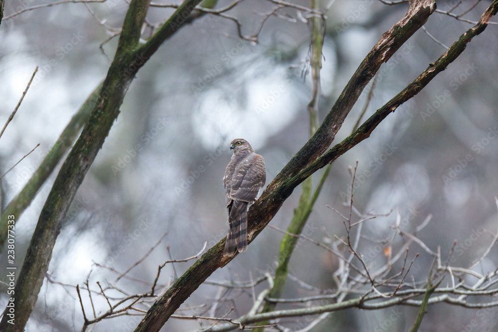 Eurasian Sparrowhawk (Accipiter nisus). Eurasian Sparrowhawk (Accipiter nisus).