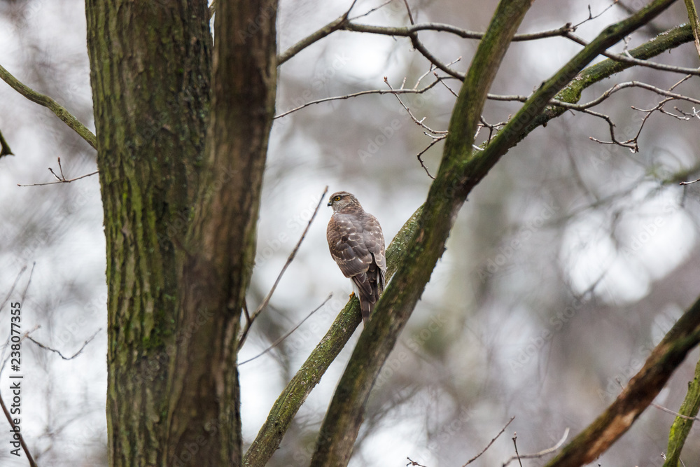 Eurasian Sparrowhawk (Accipiter nisus). Eurasian Sparrowhawk (Accipiter nisus).