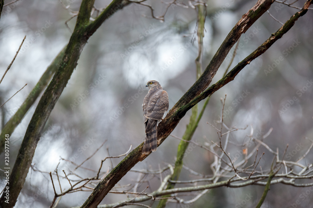Eurasian Sparrowhawk (Accipiter nisus). Eurasian Sparrowhawk (Accipiter nisus).