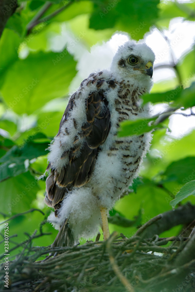 Eurasian Sparrowhawk (Accipiter nisus). Eurasian Sparrowhawk (Accipiter nisus).