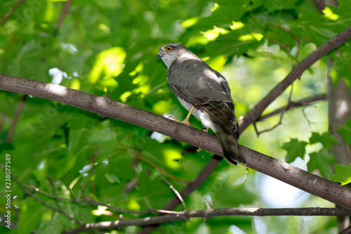 Eurasian Sparrowhawk (Accipiter nisus).