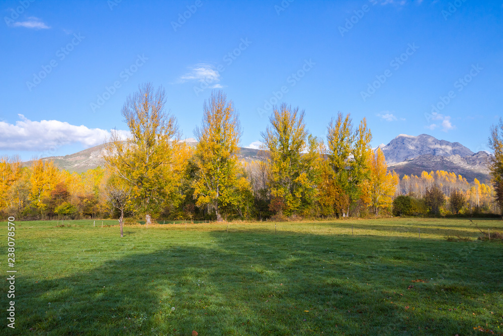Fototapeta premium Pradera rodeada de arboleda otoñal y montañas en segundo plano