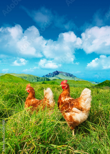 2 hens roaming freely in the grass