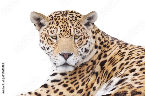 Powerful leopard isolated on white background