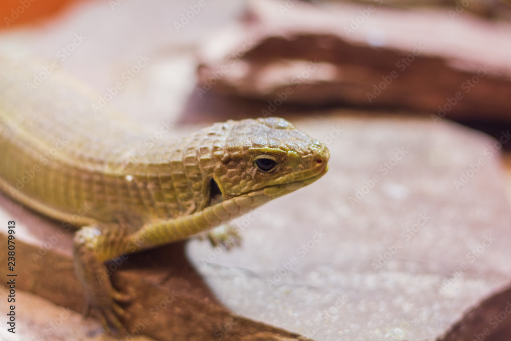 Lizard Lizard