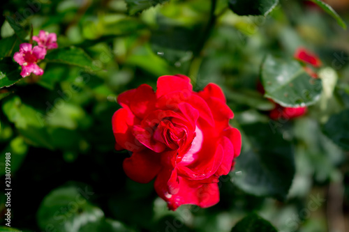 Red rose