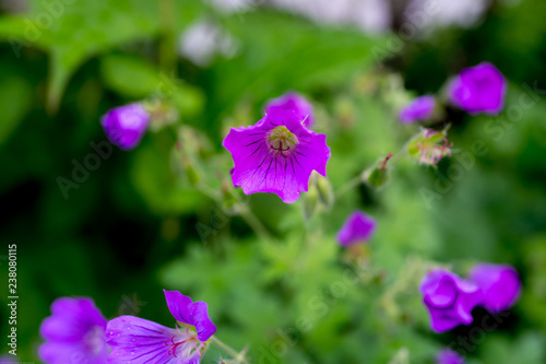 Flower bokeh