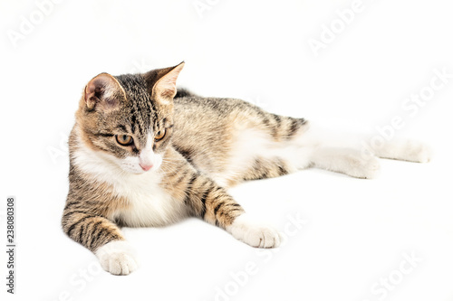 Tabby cat on a white background