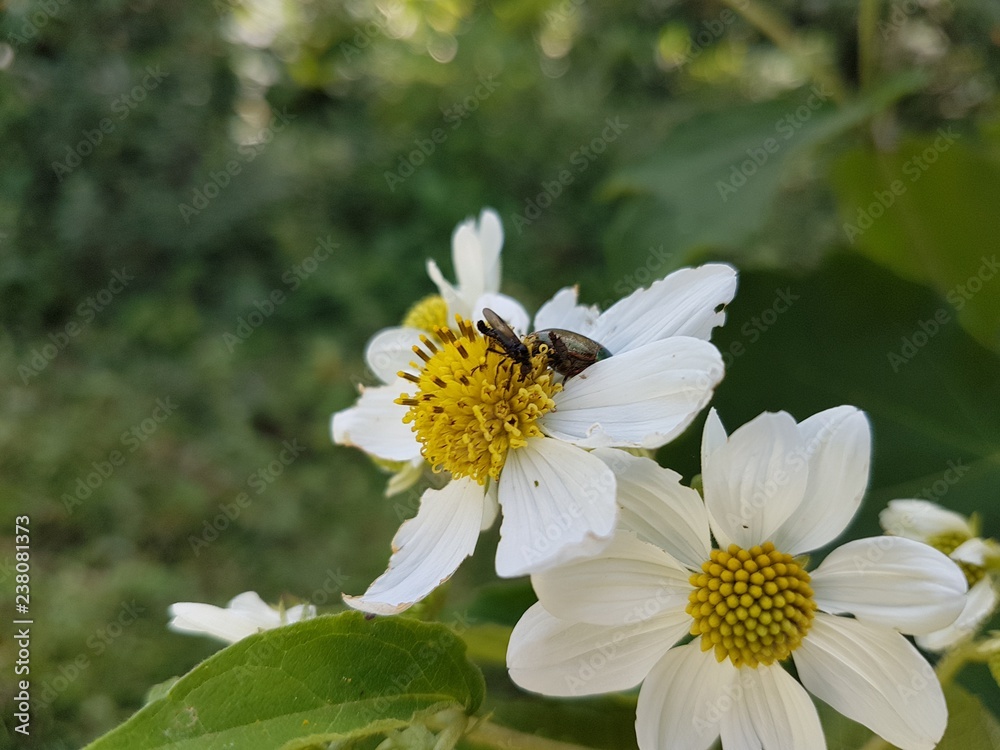 Obraz premium White Flower with bugs