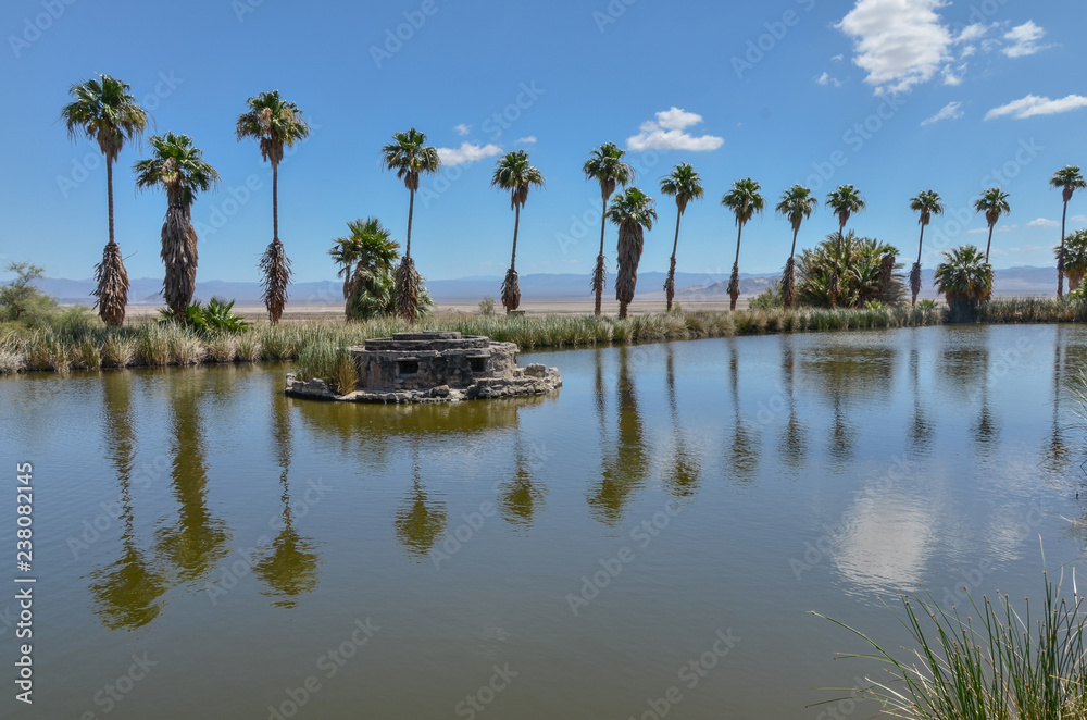palms along Lake Tuendae in Zzyzx (Soda Springs)  Mojave National Preserve, San Bernardino County, California