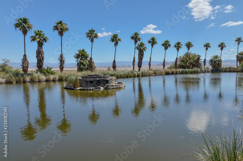 palms along Lake Tuendae in Zzyzx (Soda Springs) Mojave National Preserve, San Bernardino County, California