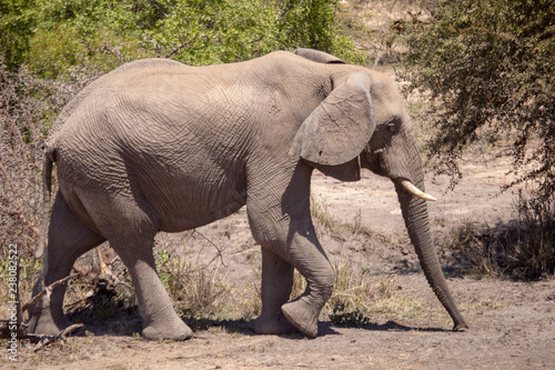 afrika elefant