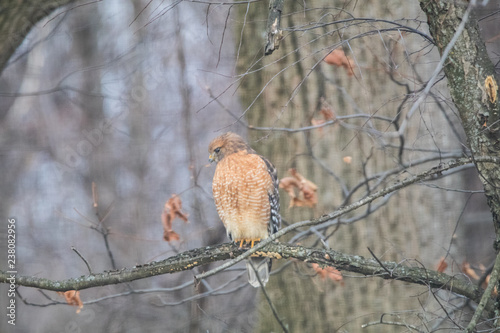 red shoulder hawk in winter