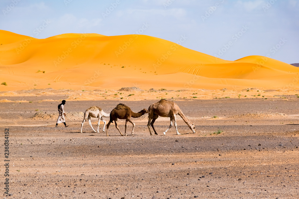 Fototapeta premium Berber man leading camel caravan, Merzouga, Sahara Desert, Morocco in Africa