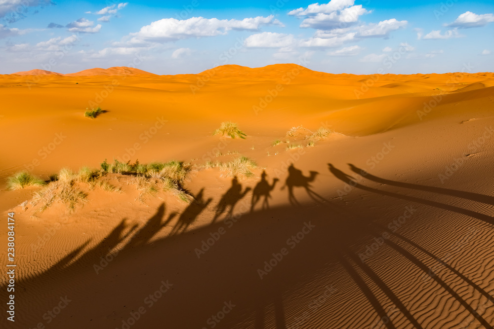 Long shadows of camel caravan, Erg Chebbi, Sahara desert, Merzouga, Morocco, Africa