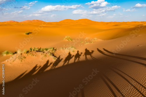 Long shadows of camel caravan  Erg Chebbi  Sahara desert  Merzouga  Morocco  Africa