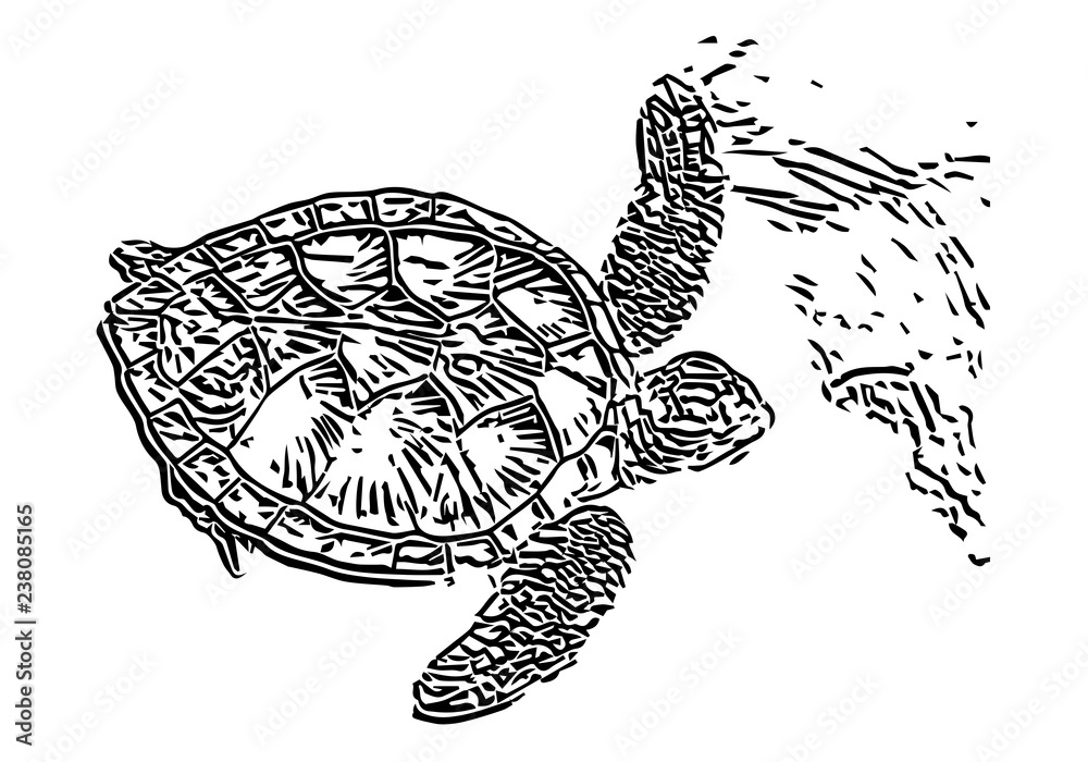 Fototapeta premium vector illustration of sea turtle