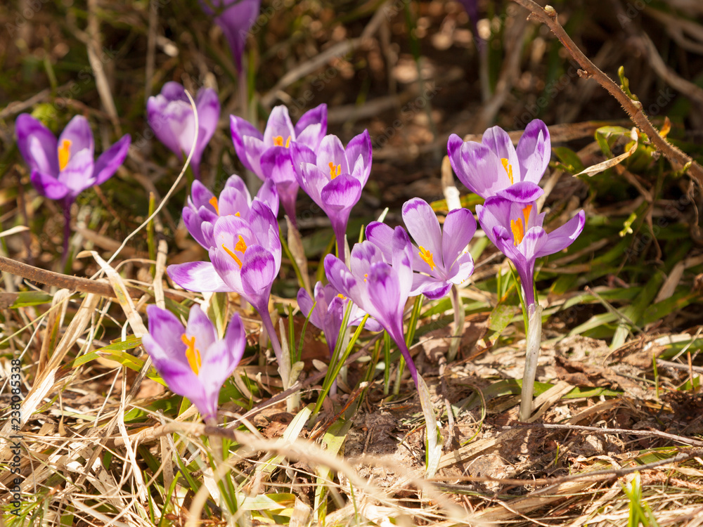 Blossom purple crocus flowers Blossom purple crocus flowers