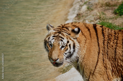 Portrait Bengal Tiger, close the shore of a river