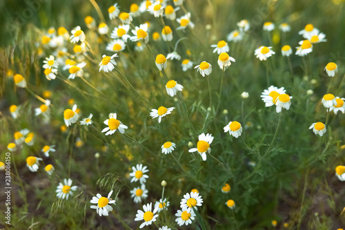 Matricaria chamomilla in the field. Wild chamomile, Italian camomilla, German chamomile