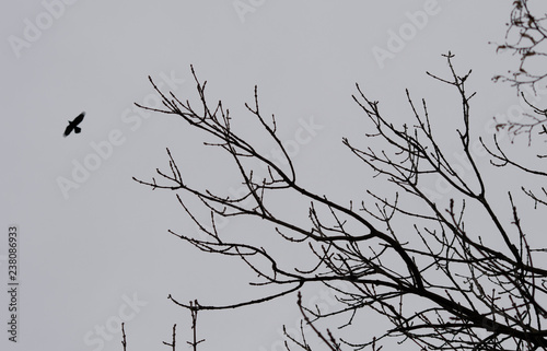 Kreativer Background. Baum und Vogel auf grauem Hintergrund.