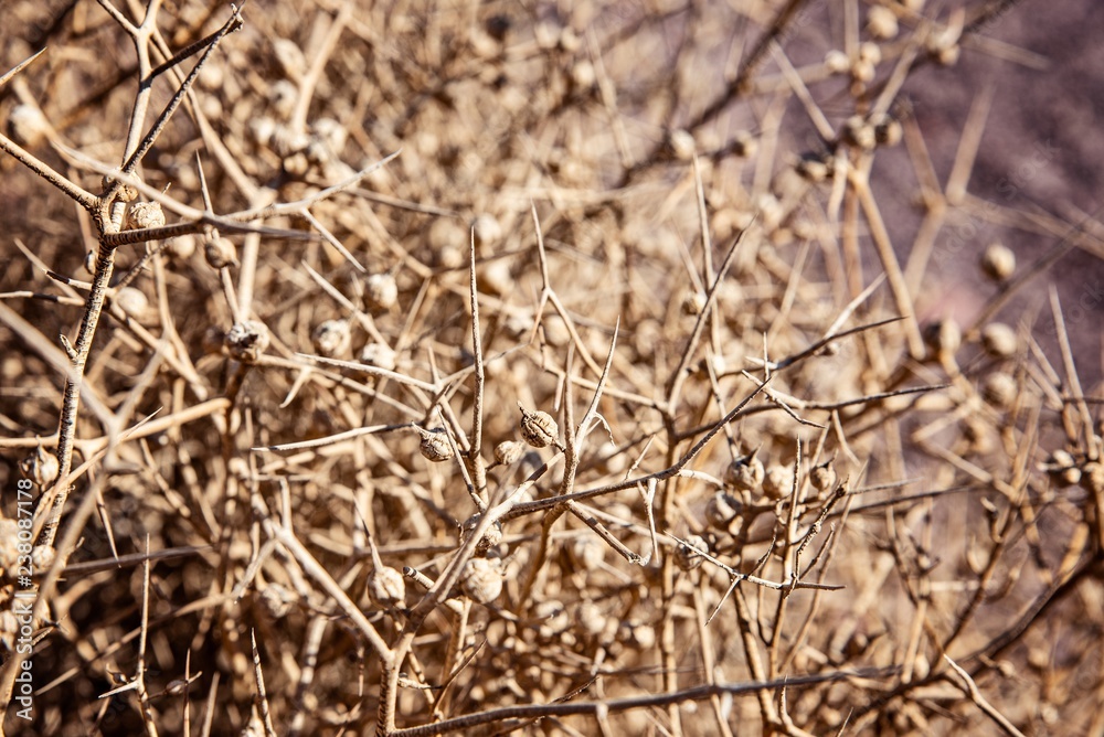 Dry dangerous thorn bush Dry dangerous thorn bush