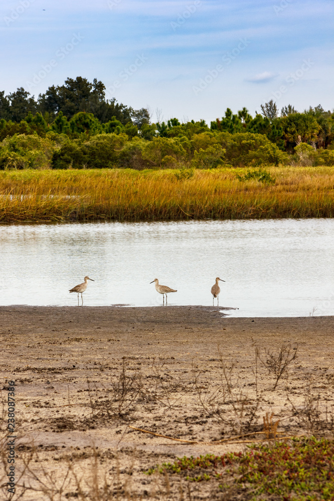 Three willet on shoreline of pond in conservation area Three willet on shoreline of pond in conservation area
