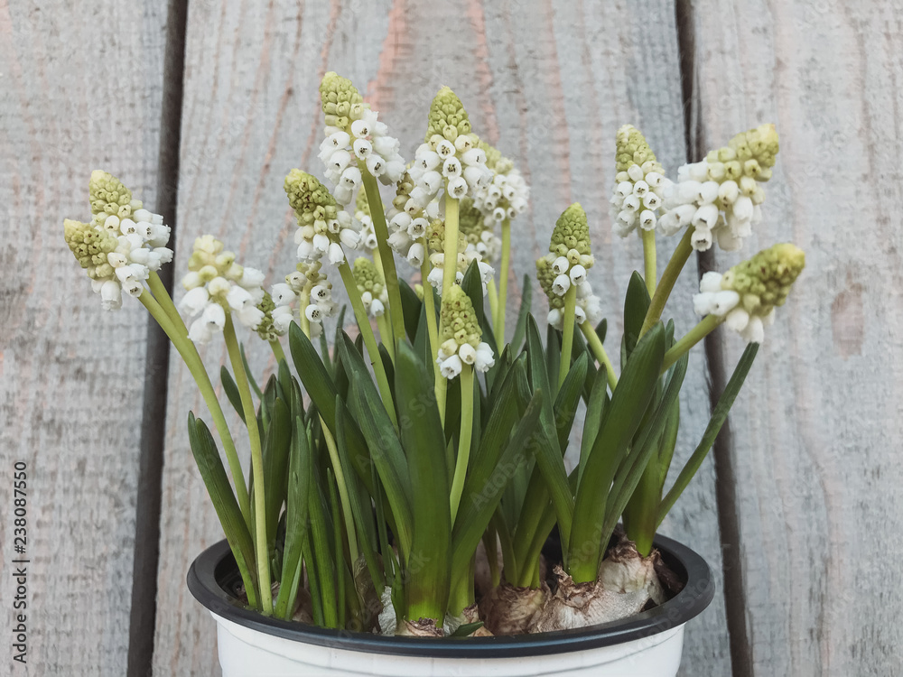 Plastic pot with beautiful white flowers on the background of wooden boards