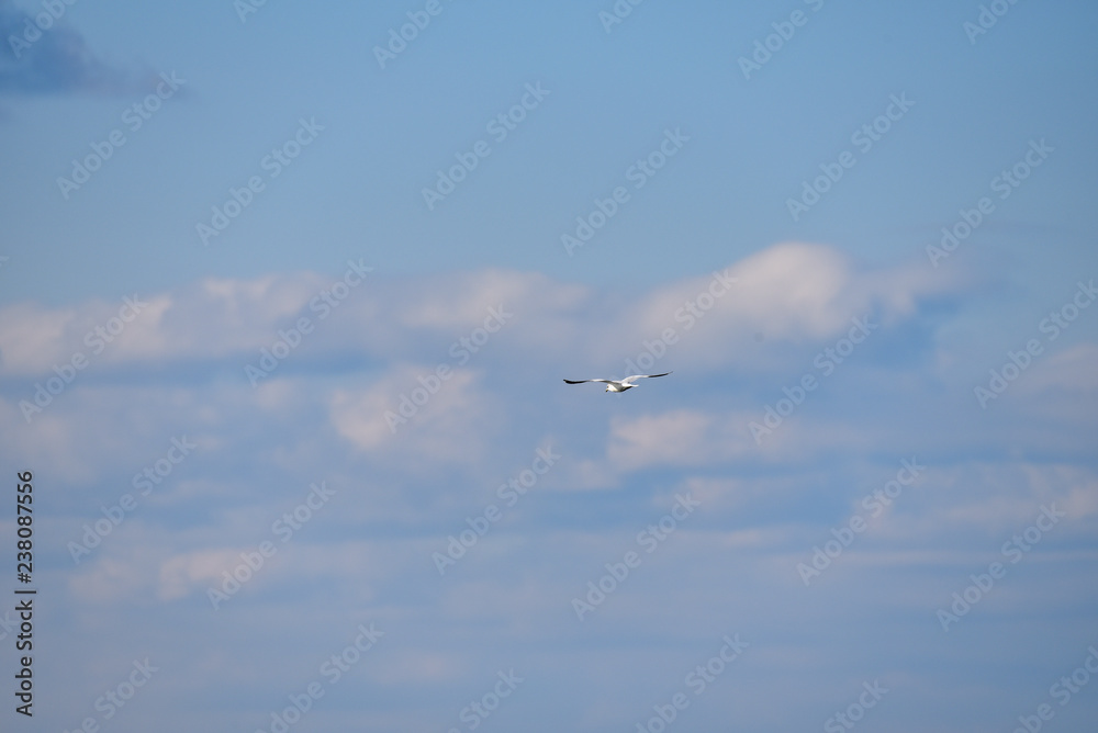 Obraz premium Soaring through the sky