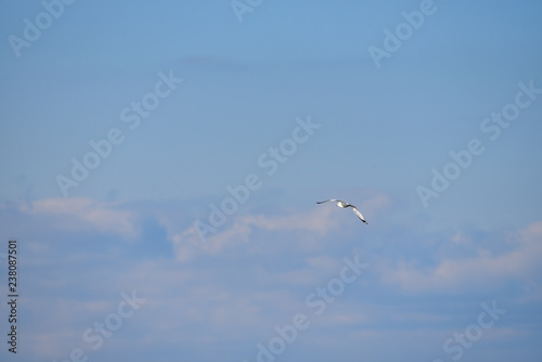 Seagull flying in the clouds