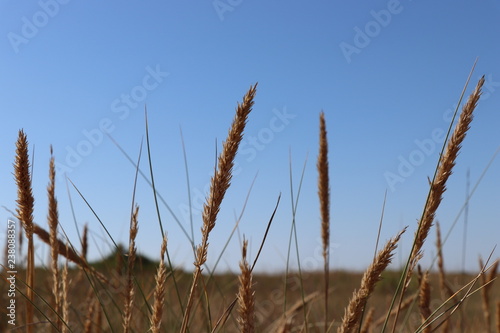 wheat1 photo