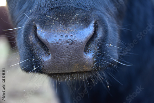 Cow Nose by Fence