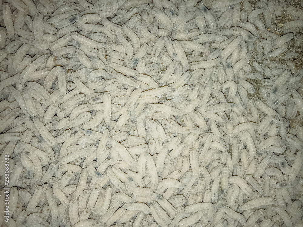 White Maggots. Large Pile Of Worms. Fishing Lure Stock Photo