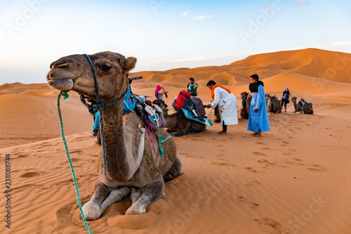 MERZOUGA, MOROCCO - August 02: A Berber male guide in traditional dress training a young male camel in the Erg Chebbi, Africa