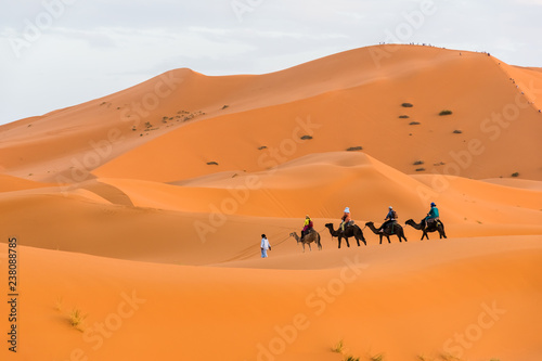 Berber man leading camel caravan, Merzouga, Sahara Desert, Morocco in Africa