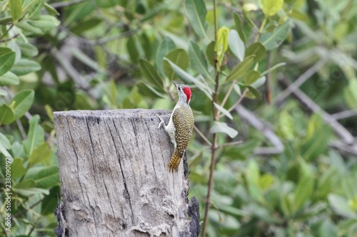 A fine spotted woodpecker (Campethera punctuligera) photo