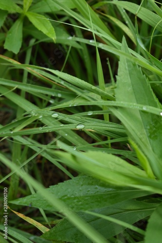 Morning dew on blades of grass
