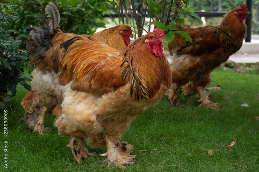 Fototapeta premium The walking three roosters