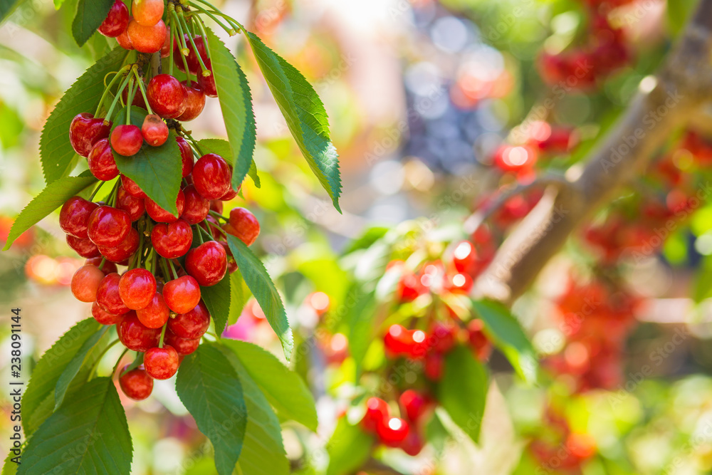 Fototapeta premium Sweet cherry fruits on the tree background.