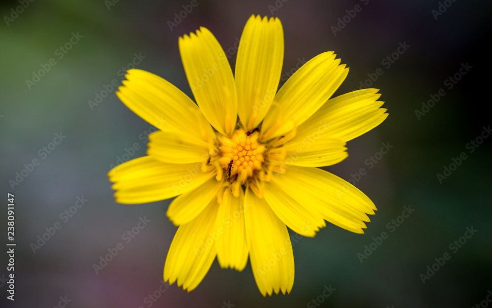 Daisy Daisy