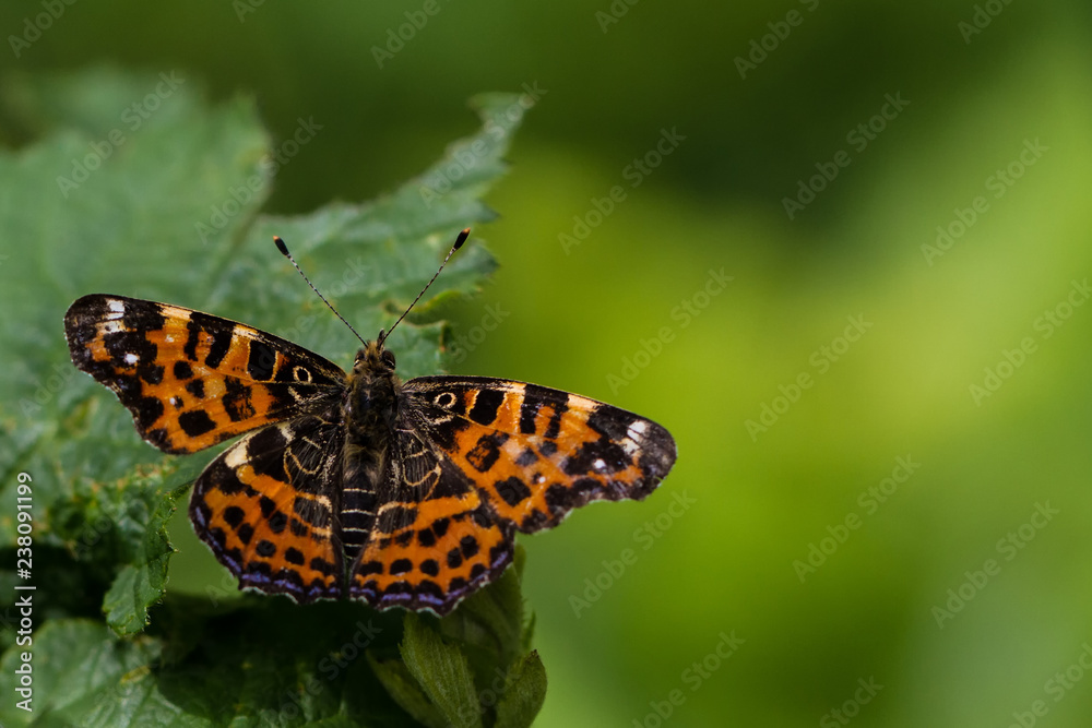 Obraz premium Landkärtchen