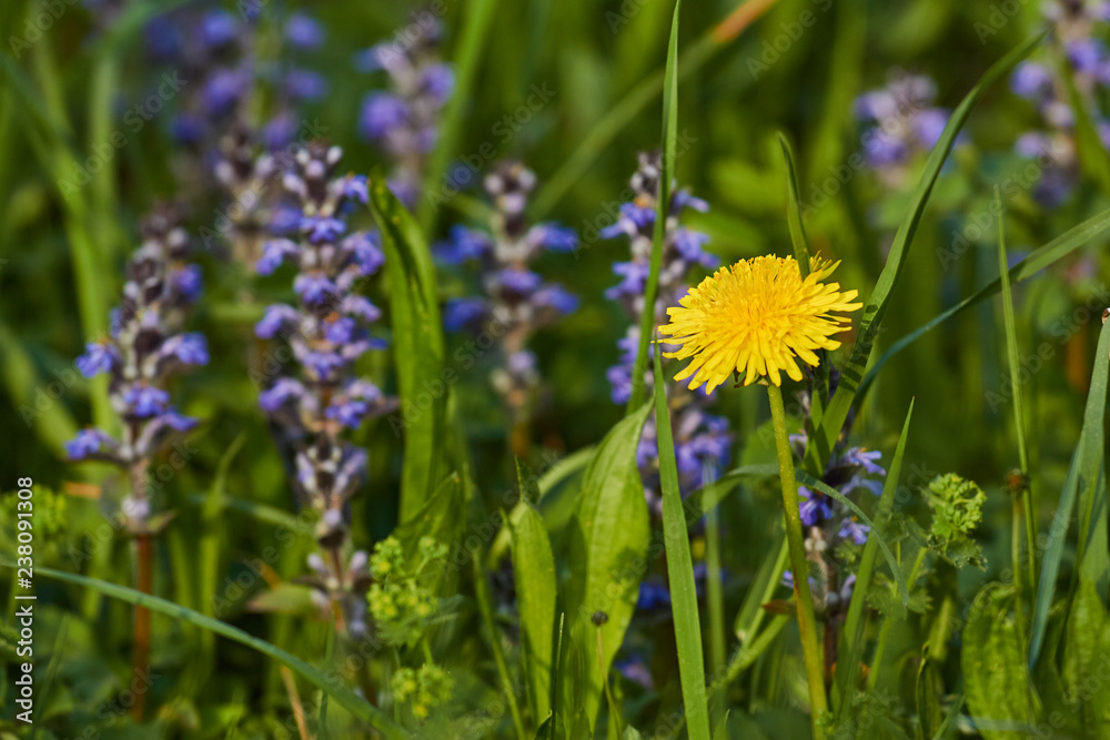 blue flowers in field blue flowers in field