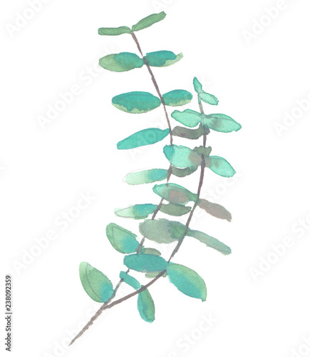 Curved branch of light green eucalyptus painted in watercolor on clean white background