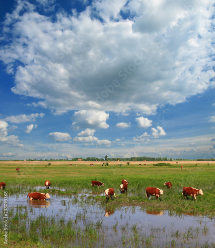 Calves on the field © Željko Radojko